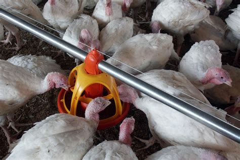 Poultry equipment manufacturer - Modern free range poultry systems - Poultry turnkey projects ...