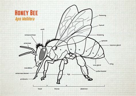 Honey bee anatomy lifecycle – Artofit