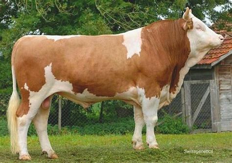 Simmental cattle - Alchetron, The Free Social Encyclopedia