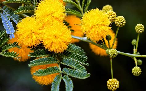 spring, Mimosa, Tree, Yellow, Buds Wallpapers HD / Desktop and Mobile Backgrounds