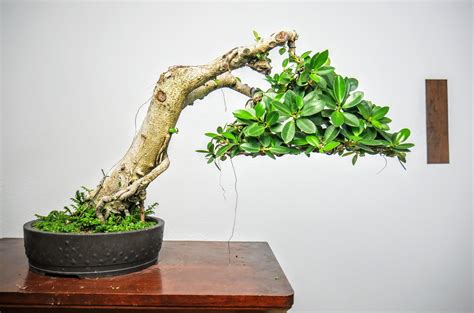 Literati Green Island Ficus : r/Bonsai