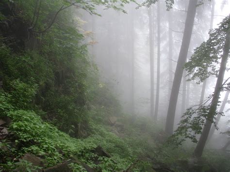 Foggy forest Free Photo Download | FreeImages