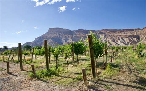 Palisade Colorado winery for sale with vineyard, tasting room ...