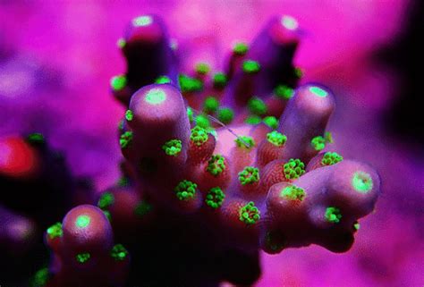 Acropora Coral Care - A First-Timers Guide - AquariumStoreDepot