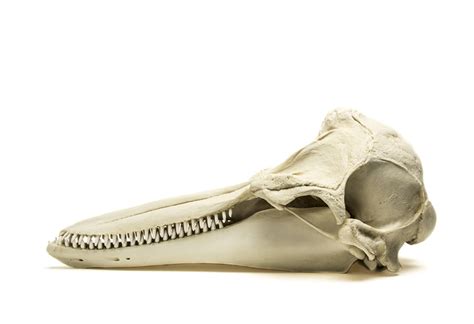 Bottlenose Dolphin Skull Replica