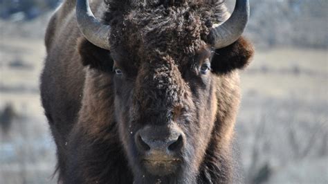 Petition · Support Endangered Species Act Protection for Yellowstone’s ...