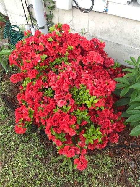 Red Azalea 2018😍 | Azaleas, Flowers, Plants