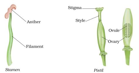 NCERT Class 7 Science Chapter 12 - Reproduction in Plants Notes - vs ...