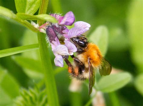 Common Carder Bee - Natural History Society of Northumbria