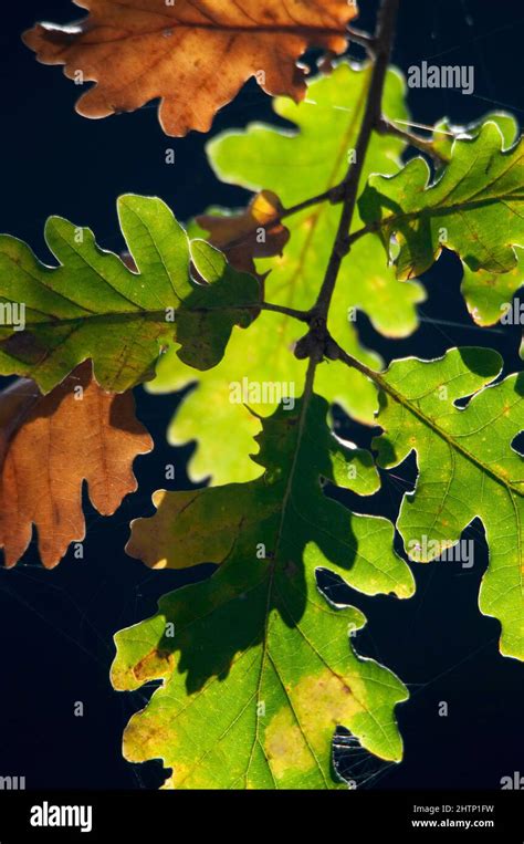 Scrub oak leaves Stock Photo - Alamy