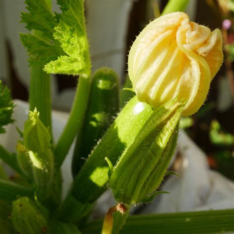 Deep fried courgette flowers - easy & pure indulgence - Chalk & Moss