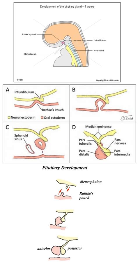 Development of Pituitary ... " Rathkes pouch from Ectodermal Stomadeun " | Pituitary gland ...