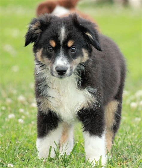 Cute Puppy Dogs: Mini Australian Shepherd Puppies