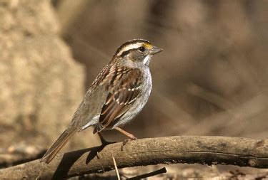 White-throated Sparrow - Photos, facts, and identification tips