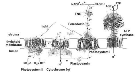 Electron Transfer Chemistry in Photosynthesis - CHEMICAL BIOLOGY