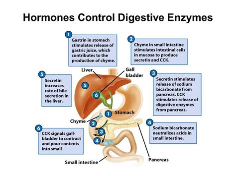 Hormonal control in digestion | Digestive enzymes, Digestion, Hormones