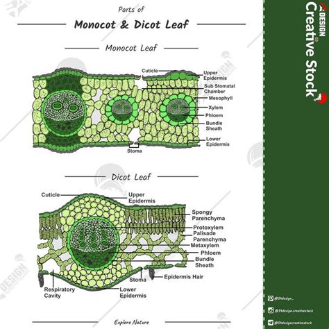 Parts of Monocot and dicot leaf