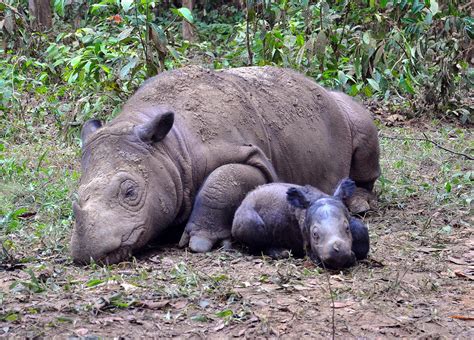 Endangered Sumatran Rhinos – Fight For Rhinos