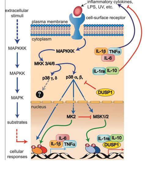 Il37 Signaling Pathway