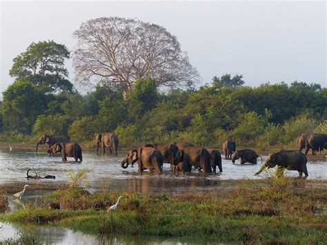 Wasgamuwa National Park Sri Lanka | Wildlife Safari Tours in Wasgamuwa