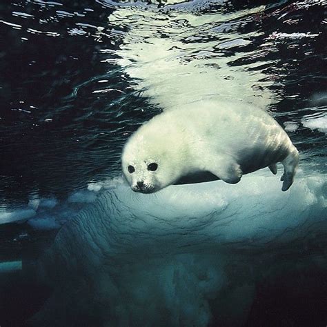 Instagram photo by @natgeo (National Geographic) | Iconosquare | Harp seal pup, Seal pup, Harp seal