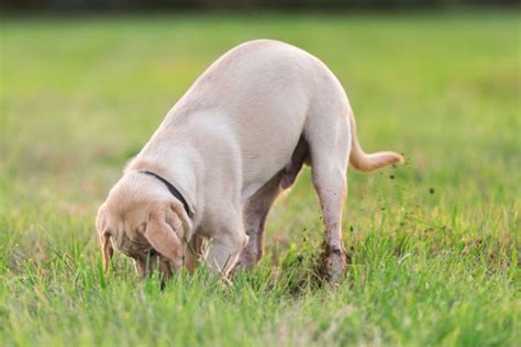 15 Dog Fence Ideas for Your Backyard - Tractive