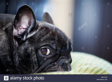 Black French Bulldog Stock Photos & Black French Bulldog Stock Images ...