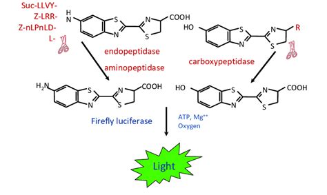 Concept for a bioluminescent protease assay. Protease substrates in... | Download Scientific Diagram