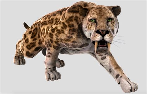 Why did the sabre-toothed cats go extinct? – How It Works