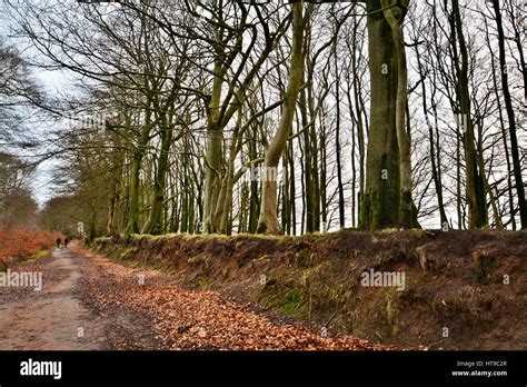 Walking On The Quantock Hills Stock Photo - Alamy