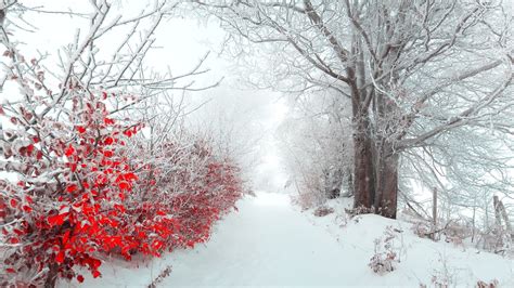 Winter Flowers Wallpaper HD Free Download