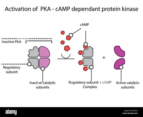 Activation of PKA (Protein Kinase A) via cyclic AMP in GPCR Gs ...