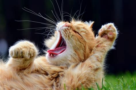 Yawning Animals