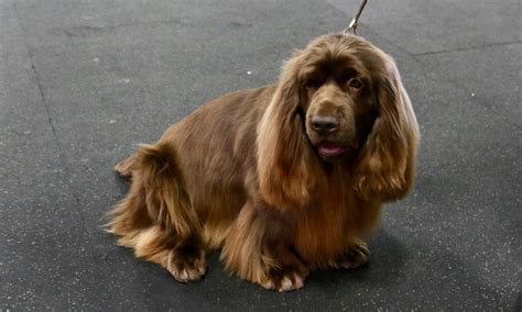 Sussex Spaniel | National Kennel Club