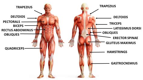 Physical Education Major Muscle Groups Chart Part 6 Diagram | Quizlet