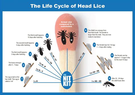 Stages Of Head Lice