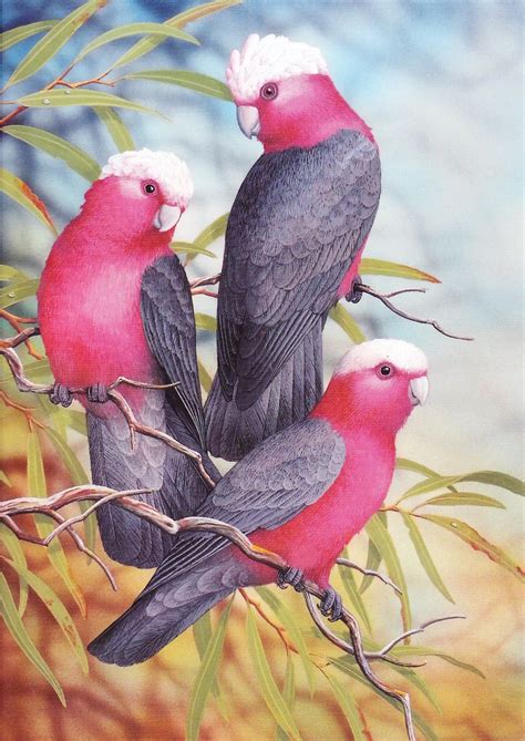 'Australian Galahs' (Rose-Breasted Cockatoos) Watercolour & Gouache Artist: Lyn Cooke | Pinturas ...