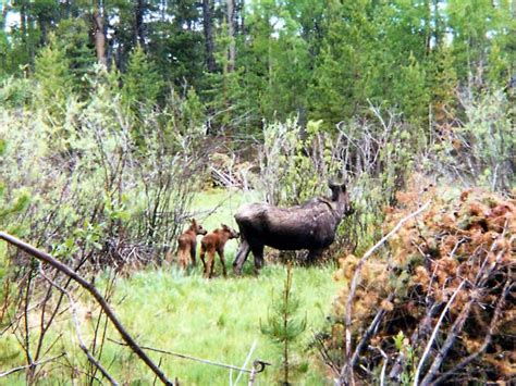 Moose Calves - Rocky Mountain National Park (U.S. National Park Service)