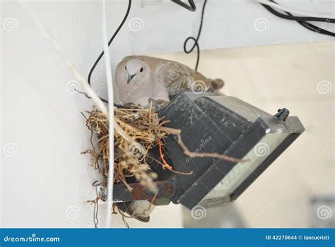 Pigeon Nesting on Spotlight. Pigeon Sits on the Nest Stock Photo - Image of city, glamour: 42270644