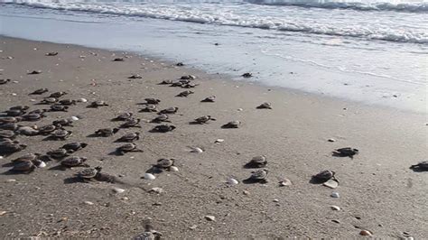 Loggerhead Sea Turtle Hatchlings - YouTube