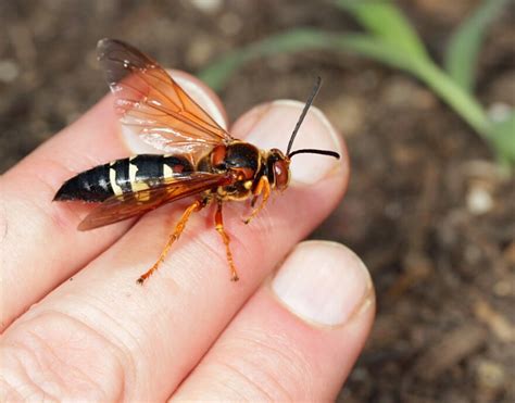 What’s In A Name? CSU Entomologist Says 'Murder Hornet' Title Is All Buzz, No Sting | KUNC