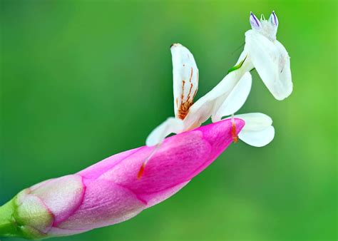 35 Orchid Mantis Facts: Bloodthirsty Living Flowers (Hymenopus ...