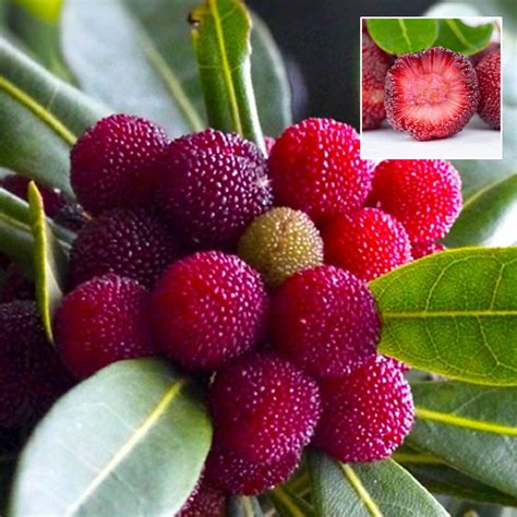 Bayberry Live plant (Myrica Esculenta) – veliyathgardens