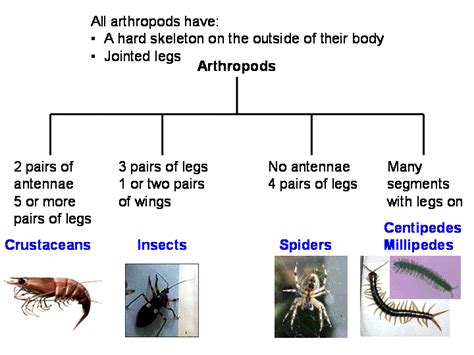 arthropods animal classification chart - Yahoo Search Results in 2021 | Arthropods, Animal ...