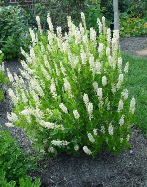 Shady Area Plants And Shrubs at Lisa Jones blog