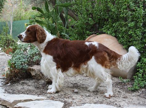 Welsh Springer Spaniel Puppy Images & Pictures - Becuo