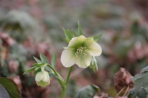 Hellebore Flowers Garden - Free photo on Pixabay - Pixabay