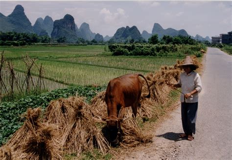 File:China Rice field with farmer.jpg - Wikimedia Commons