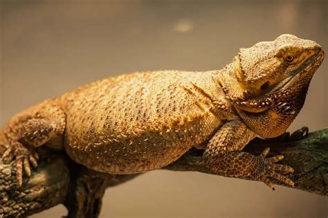 20 Bearded Dragon Morphs and Color Types (Common to Rarest Breed)