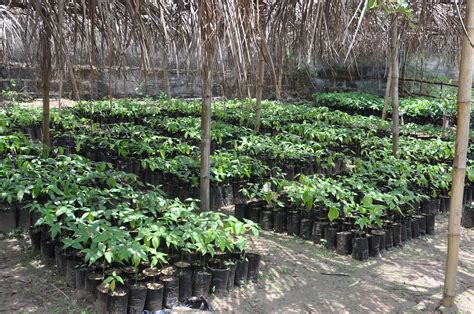 Fruit tree nursery | Photo by Julius Atia/ICRAF. | World Agroforestry | Flickr